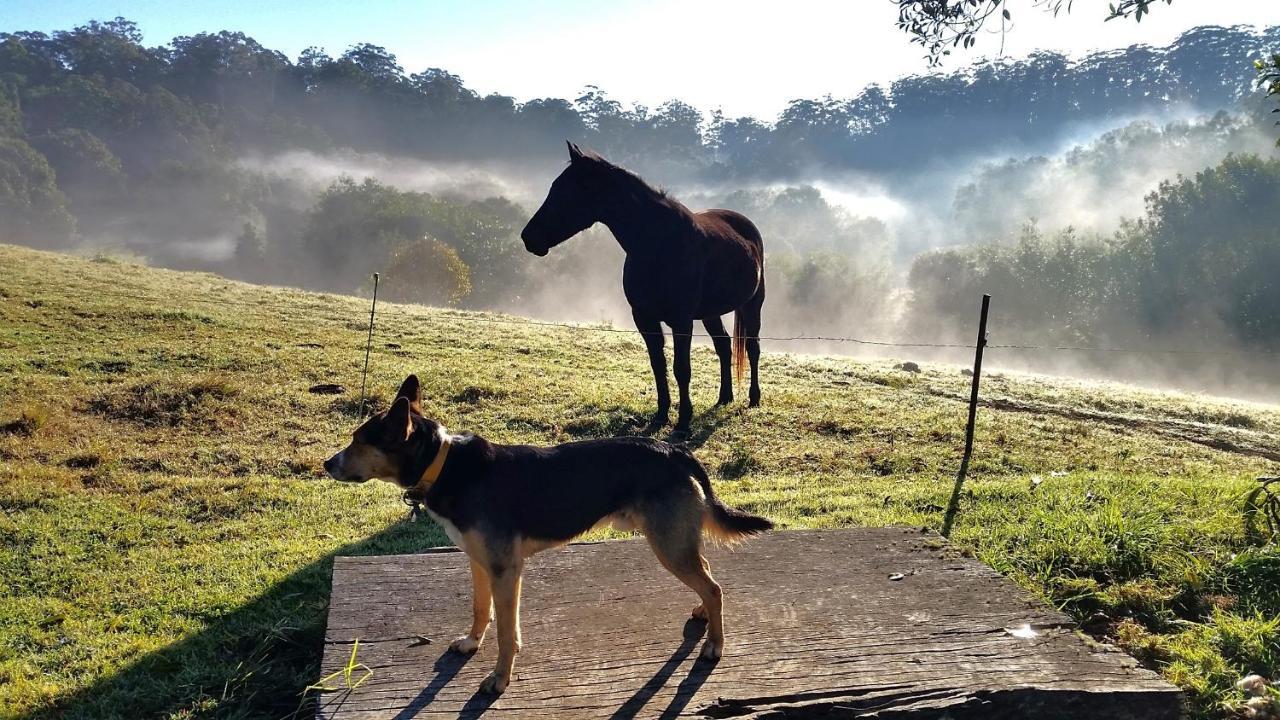 Bellthorpe Stays Maleny Zewnętrze zdjęcie